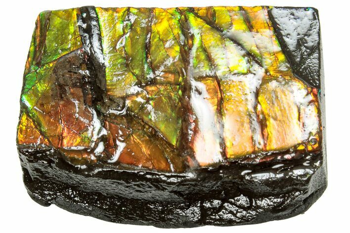 Iridescent Ammolite (Fossil Ammonite Shell) - Alberta #311423